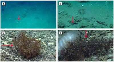 A little bit of Sargassum goes a long way: seafloor observations of Sargassum fluitans and Sargassum natans in the Western Atlantic Ocean